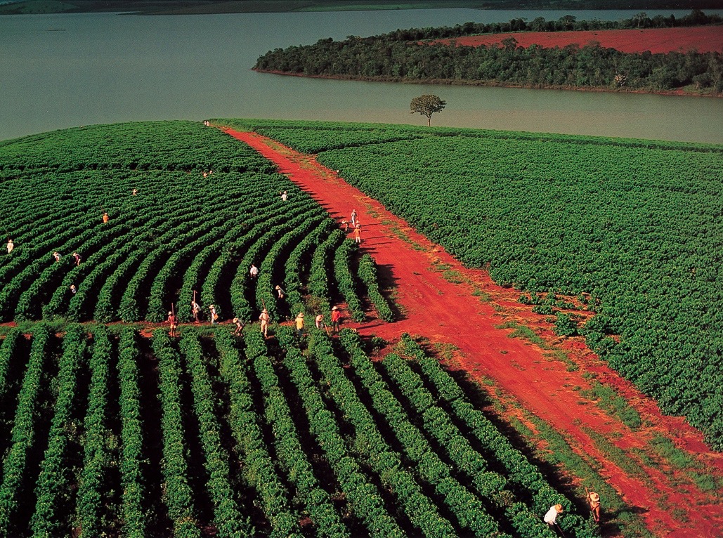 Aerial view of a large-scale coffee plantation in Brazil