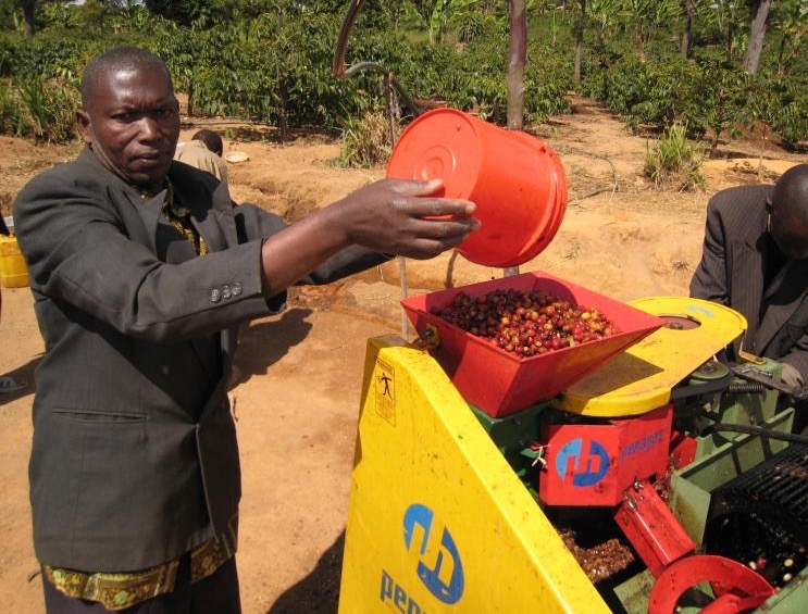 Man pouring coffee cherries into a yellow depulping machine