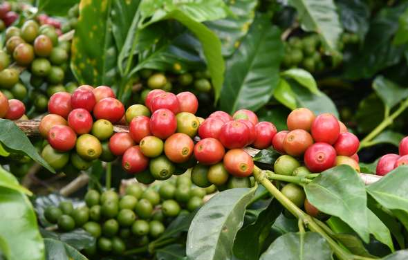 Coffee cherries ripening on the branch