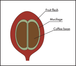 Cross-section diagram of a coffee cherry