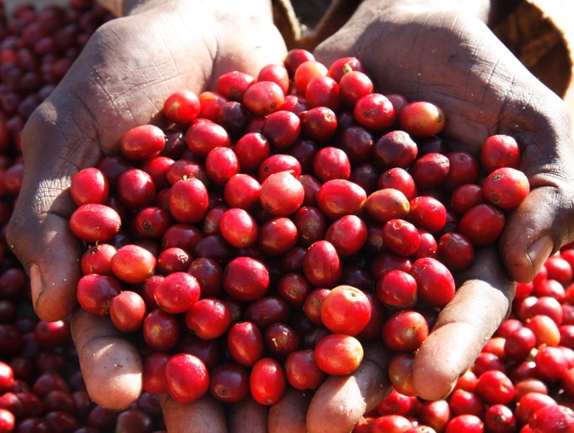 Hands cupped full of freshly picked red coffee cherries