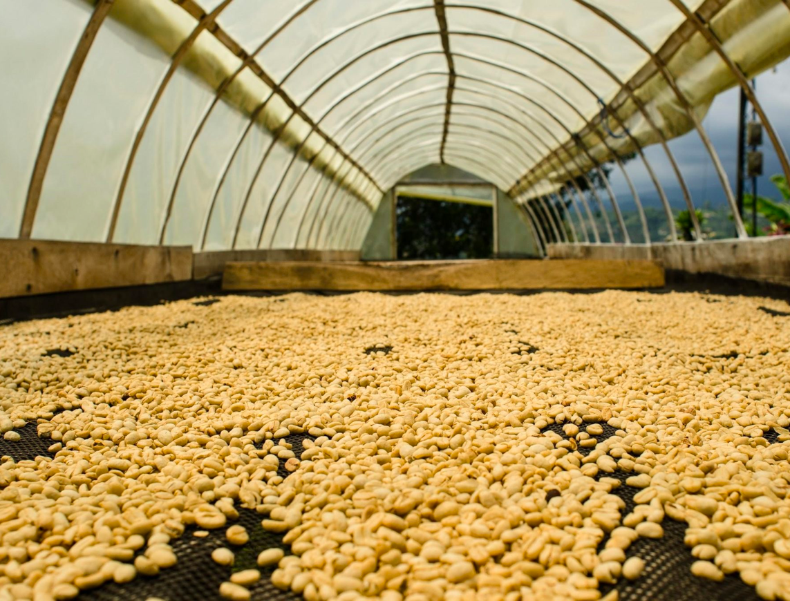 Parchment coffee drying on raised beds in a greenhouse