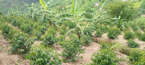 Coffee cherries drying on raised beds overlooking a lake in Rwanda