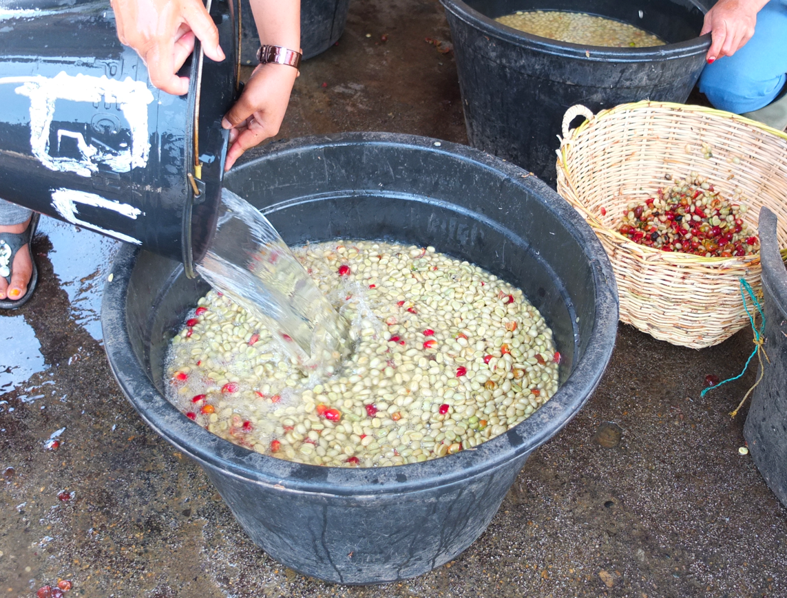 Coffee beans being washed and stirred in a bucket