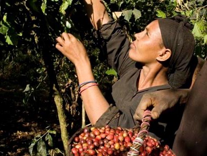 Woman hand-picking ripe coffee cherries into a basket