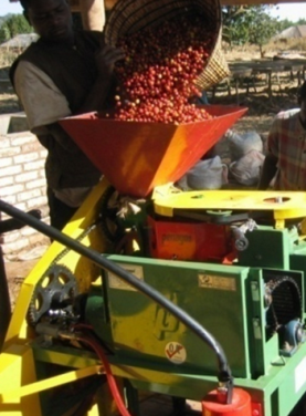Worker feeding cherries from a basket into a small depulper
